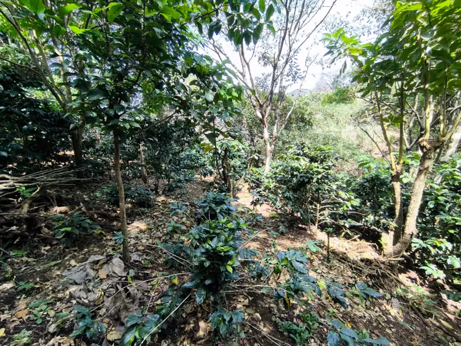 Se vende terreno con cafetal variedad arábico y geisha - Imagen 12