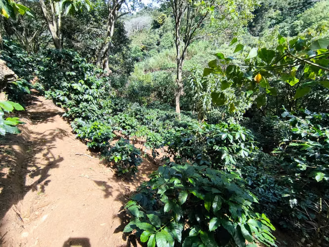 Se vende terreno con cafetal variedad arábico y geisha - Imagen 11