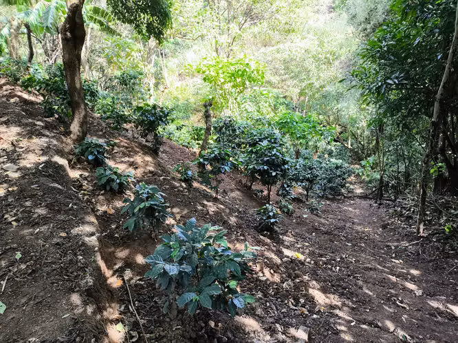 Se vende terreno con cafetal variedad arábico y geisha - Imagen 7