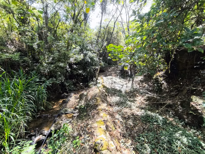Se vende terreno con cafetal variedad arábico y geisha - Imagen 19