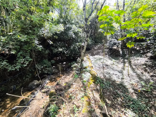 Se vende terreno con cafetal variedad arábico y geisha - Imagen 15