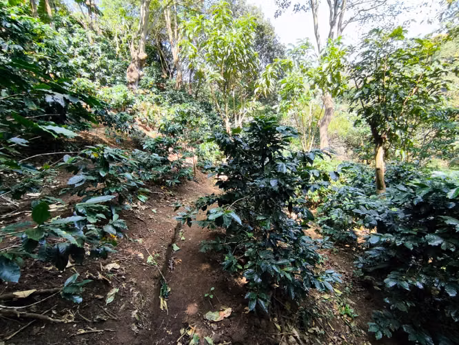 Se vende terreno con cafetal variedad arábico y geisha - Imagen 10