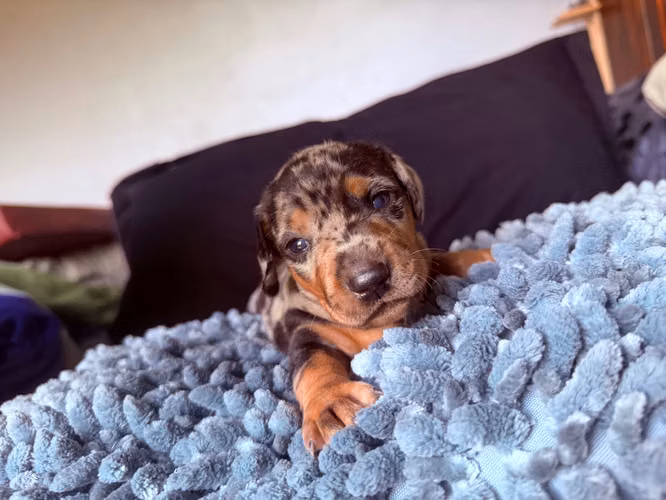 Perritos Salchicha Arlequines  - Imagen 9