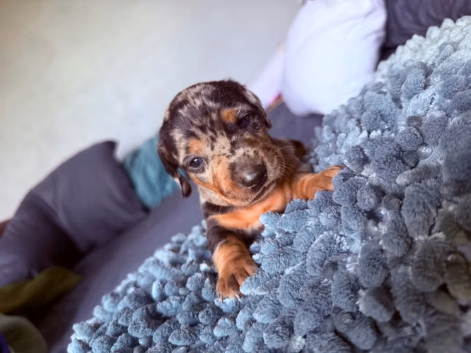 Perritos Salchicha Arlequines  - Imagen 15