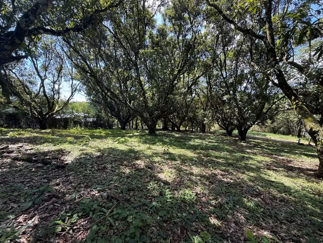 OPORTUNIDAD EN ATENAS  VENTA DE LOTE| 8.710 m² | USO DE SUELO MIXTO