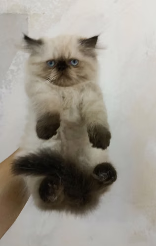 Himalaya Punto Foca Pekinés Face (macho)