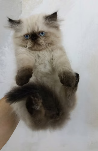 Himalaya Punto Foca Pekinés Face (macho)