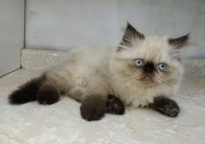 Himalaya Punto Foca Pekinés Face (macho)
