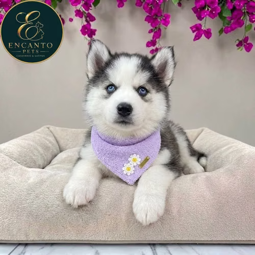 Cachorro HUSKY SIBERIANO disponible - Imagen 2