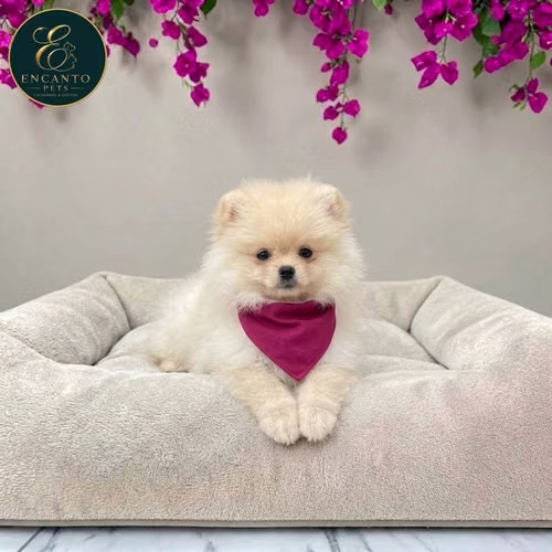 Cachorro POMERANIAN CARA DE OSO disponible - Imagen 1
