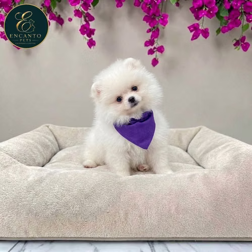 Cachorro POMERANIAN CARA DE OSO disponible - Imagen 3