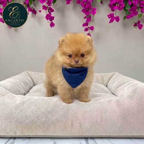 Cachorro POMERANIAN CARA DE OSO disponible - Imagen 6