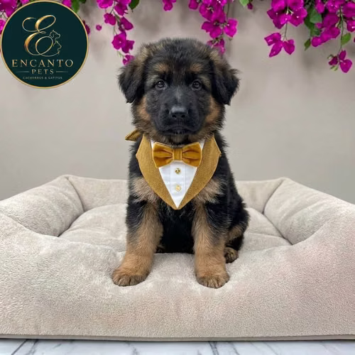 Cachorro PASTOR ALEMAN PELO CORTO disponible