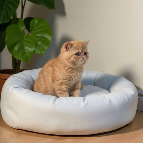 Gatito EXOTICO DE PELO CORTO disponible - Imagen 10