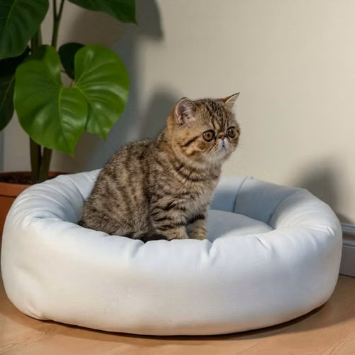 Gatito EXOTICO DE PELO CORTO disponible - Imagen 5