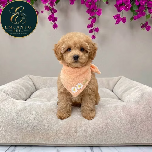 Cachorro MALTIPOO disponible - Imagen 9
