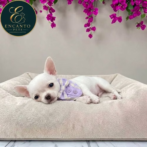 Cachorro CHIHUAHUA CABEZA DE MANZANA TRADICIONAL disponible - Imagen 4