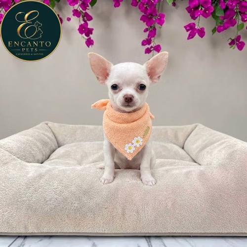 Cachorro CHIHUAHUA CABEZA DE MANZANA TRADICIONAL disponible - Imagen 9