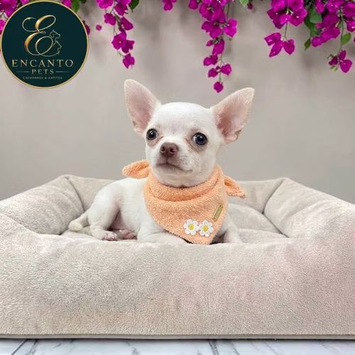 Cachorro CHIHUAHUA CABEZA DE MANZANA TRADICIONAL disponible - Imagen 10