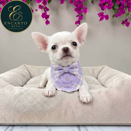 Cachorro CHIHUAHUA CABEZA DE MANZANA TRADICIONAL disponible