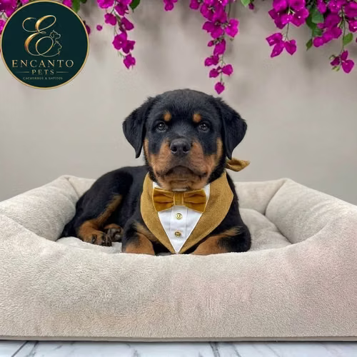 Cachorro ROTTWEILER LINEA AMERICANA disponible - Imagen 7