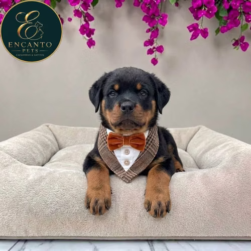 Cachorro ROTTWEILER LINEA AMERICANA disponible - Imagen 6