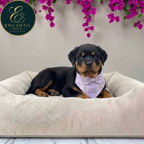 Cachorro ROTTWEILER LINEA AMERICANA disponible - Imagen 2