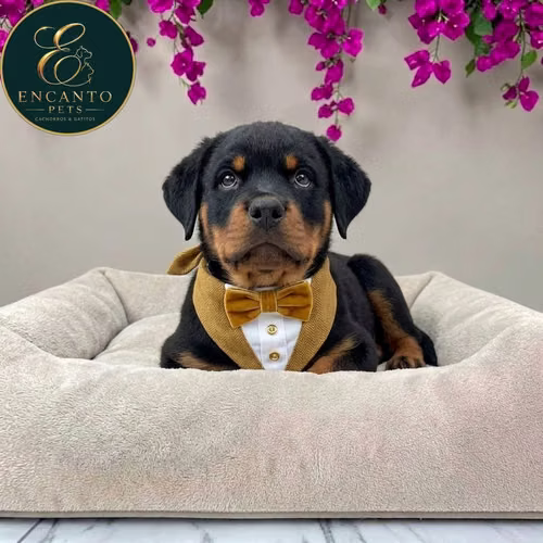 Cachorro ROTTWEILER LINEA AMERICANA disponible