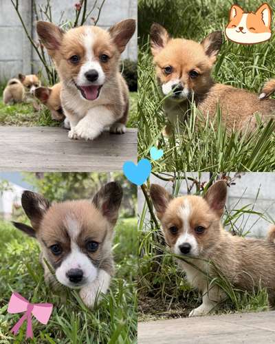 Cachorros corgi 