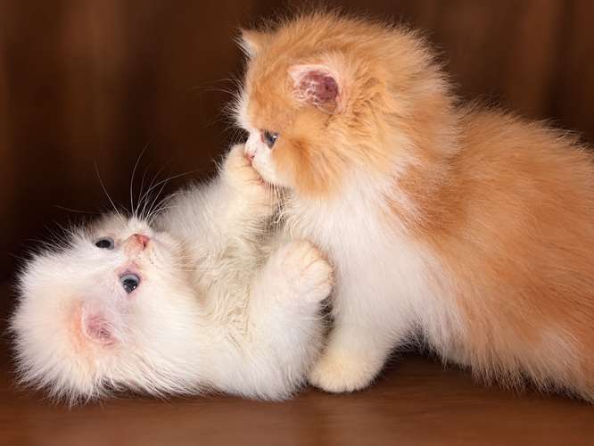 Hermosos Gatos Persas
