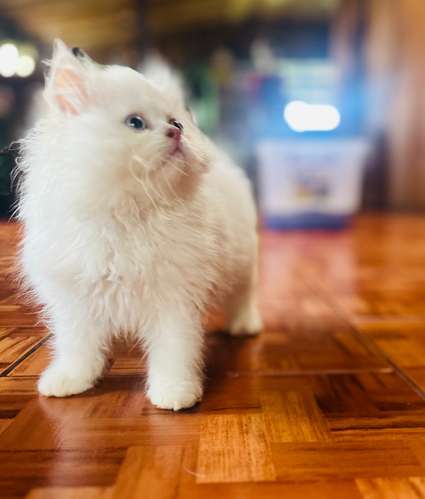 Hermosos Gatos Persas