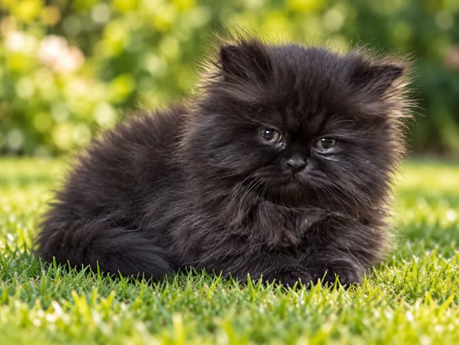 Hermosos Gatos Persas - Imagen 12