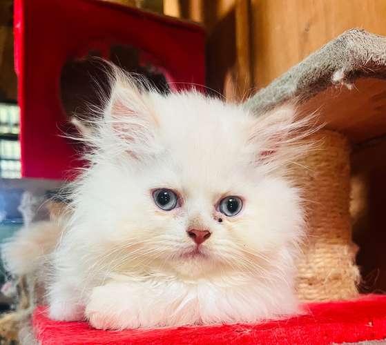 Hermosos Gatos Persas