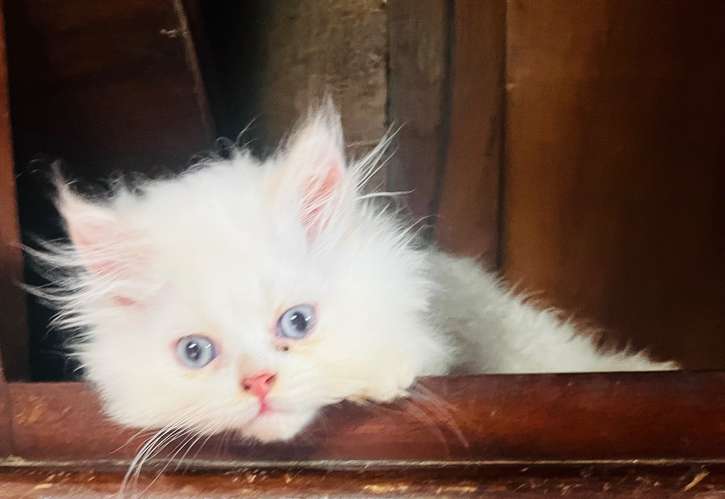 Hermosos Gatos Persas