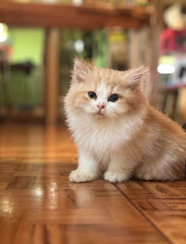 Hermosos Gatos Persas