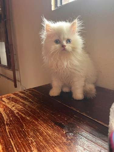 Hermosos Gatos Persas
