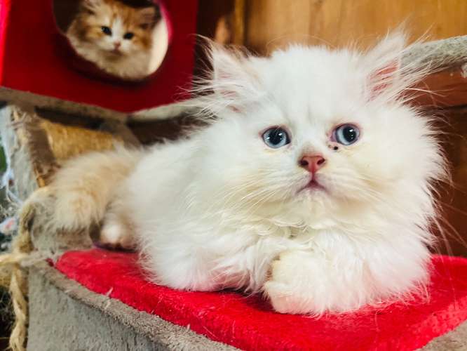 Hermosos Gatos Persas