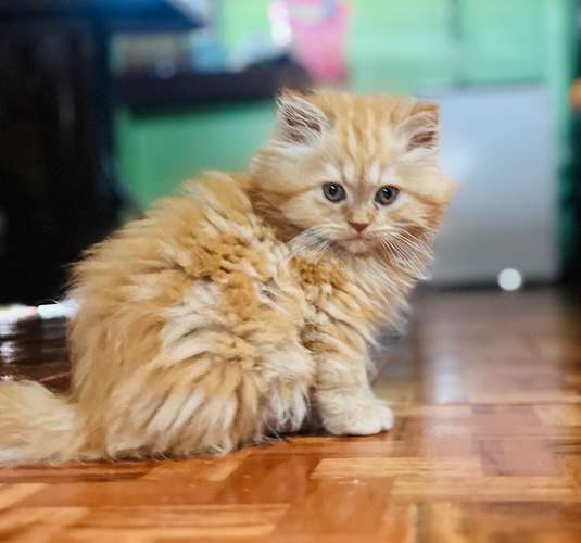 Hermosos Gatos Persas