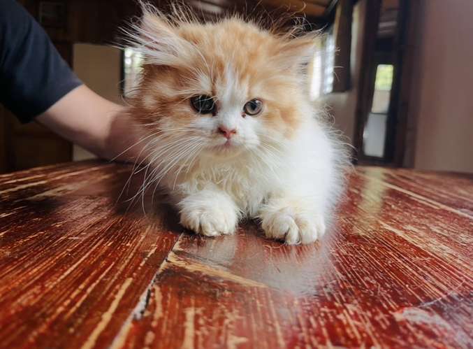 Hermosos Gatos Persas