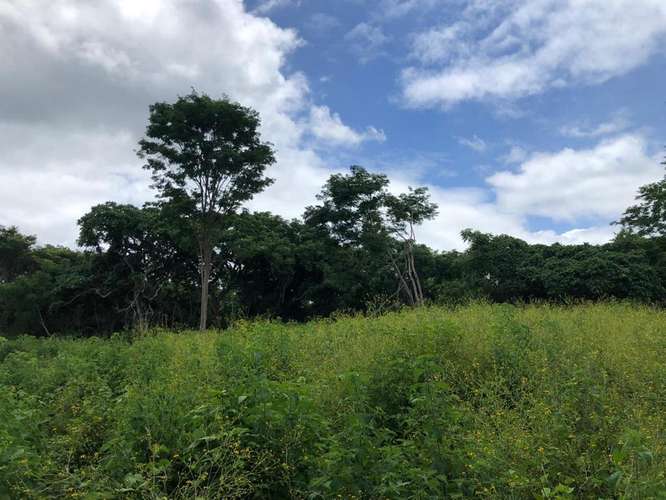 Lote Estratégico Tamarindo Guanacaste | Potencial Comercial Residencial