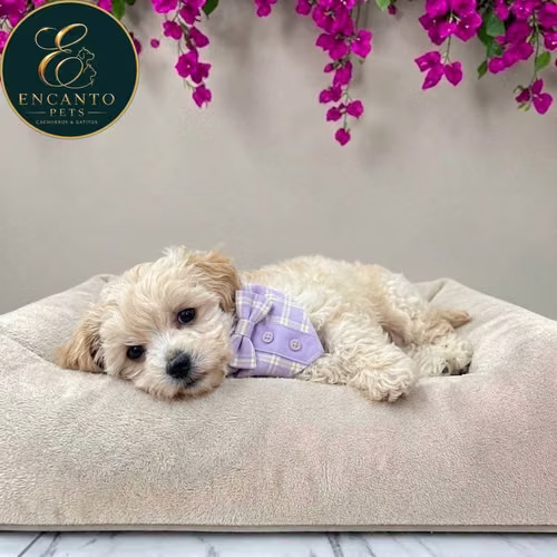 Cachorro MALTIPOO disponible - Imagen 10