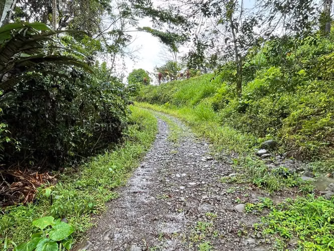 Venta de Lote en San Isidro de Peñas Blancas de San Ramón.  - Imagen 12