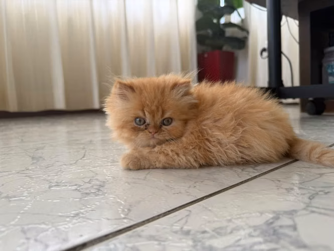 Gatitos y perritos disponibles 