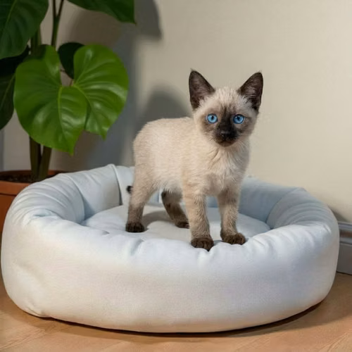Gatito SIAMES disponible - Imagen 7