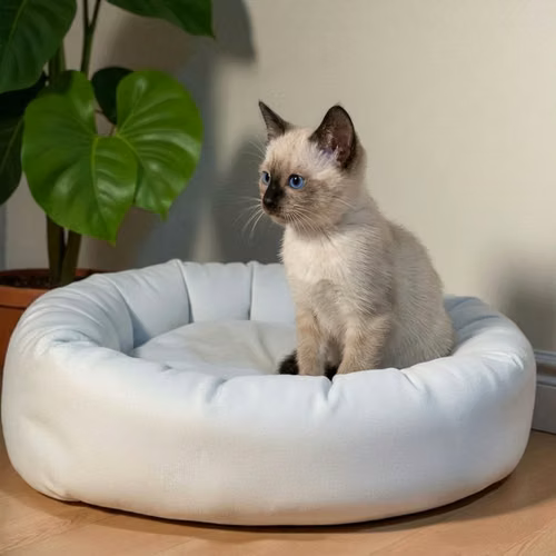 Gatito SIAMES disponible - Imagen 3