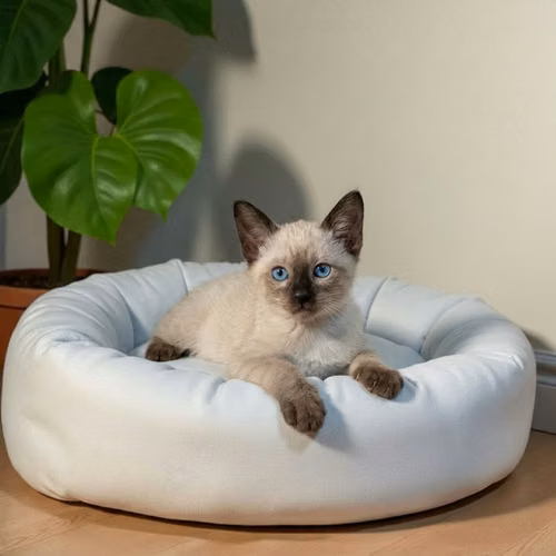 Gatito SIAMES disponible - Imagen 9