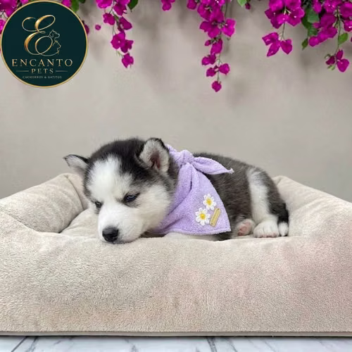 Cachorro HUSKY SIBERIANO disponible