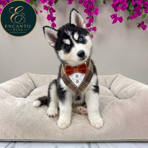 Cachorro HUSKY SIBERIANO disponible - Imagen 8