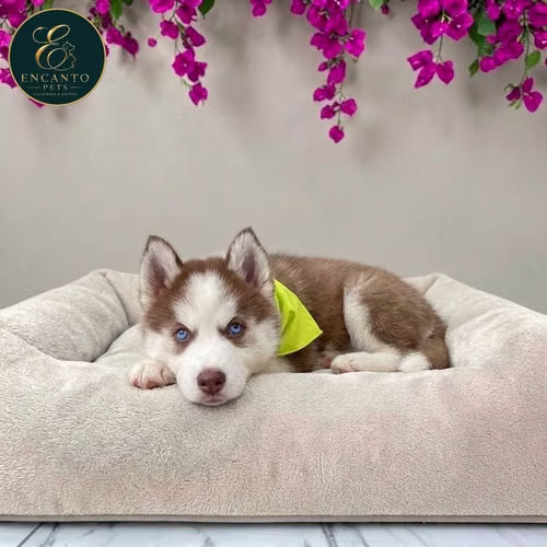 Cachorro HUSKY SIBERIANO disponible - Imagen 2