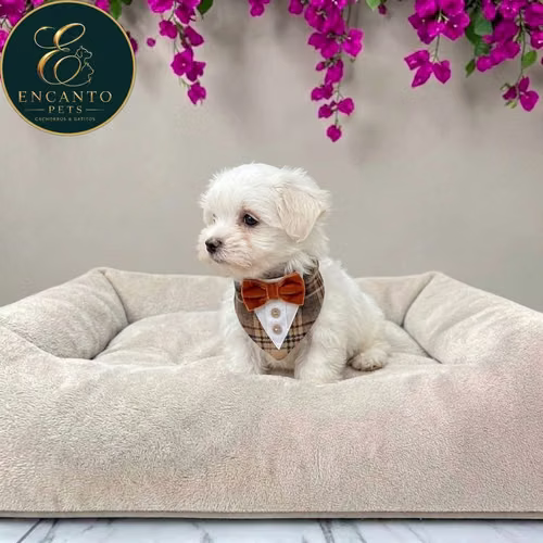 Cachorro Bichón Maltés / Maltese disponible